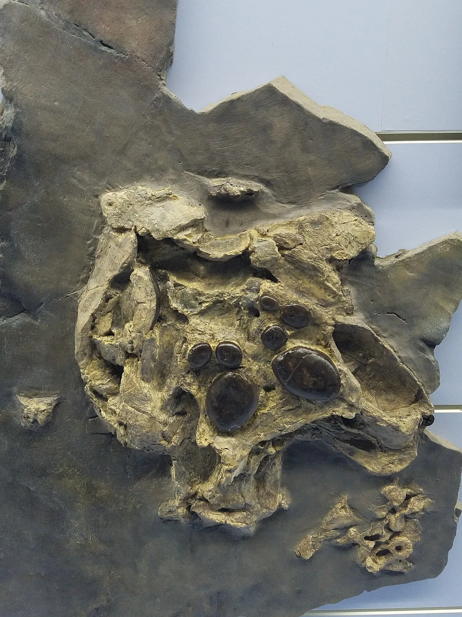 Fossilienmuseum des Monte San Giorgio