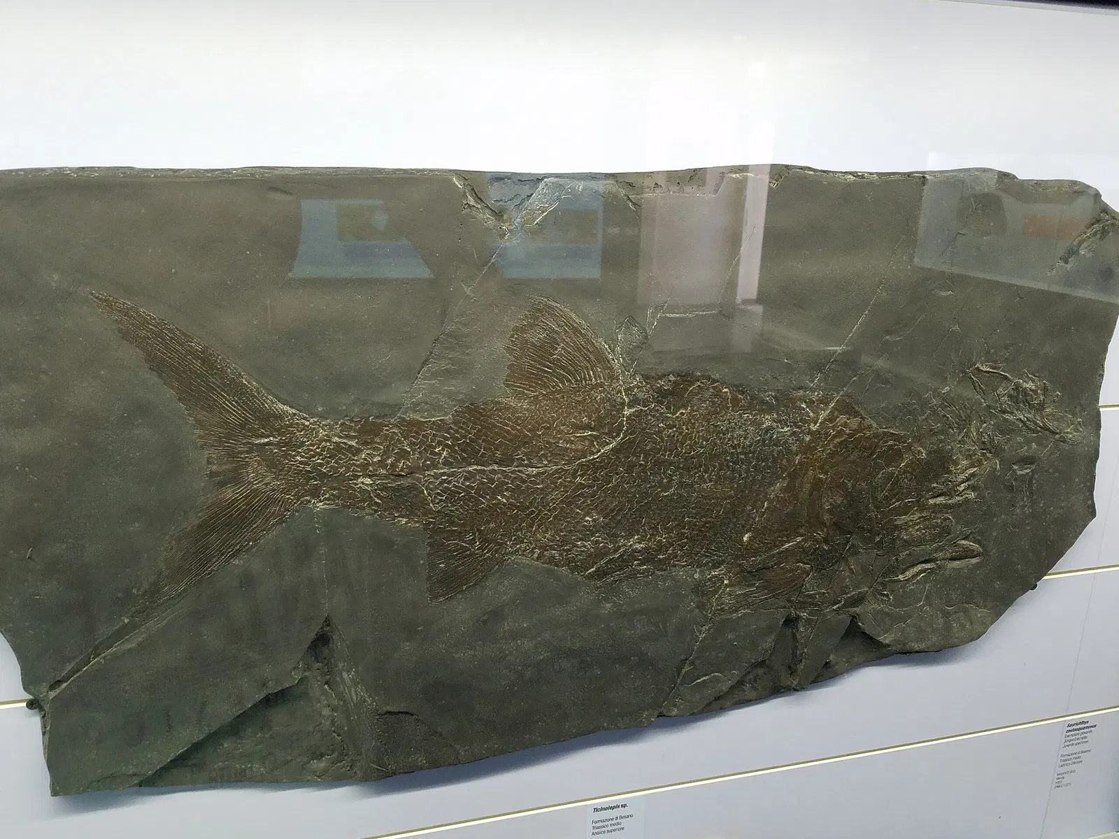 Museum of fossils from Monte San Giorgio