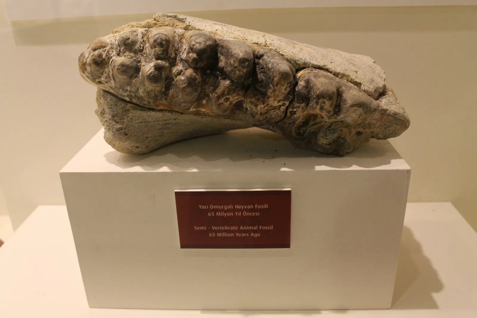 Tekirdağ Museum of Archaeology and Ethnography