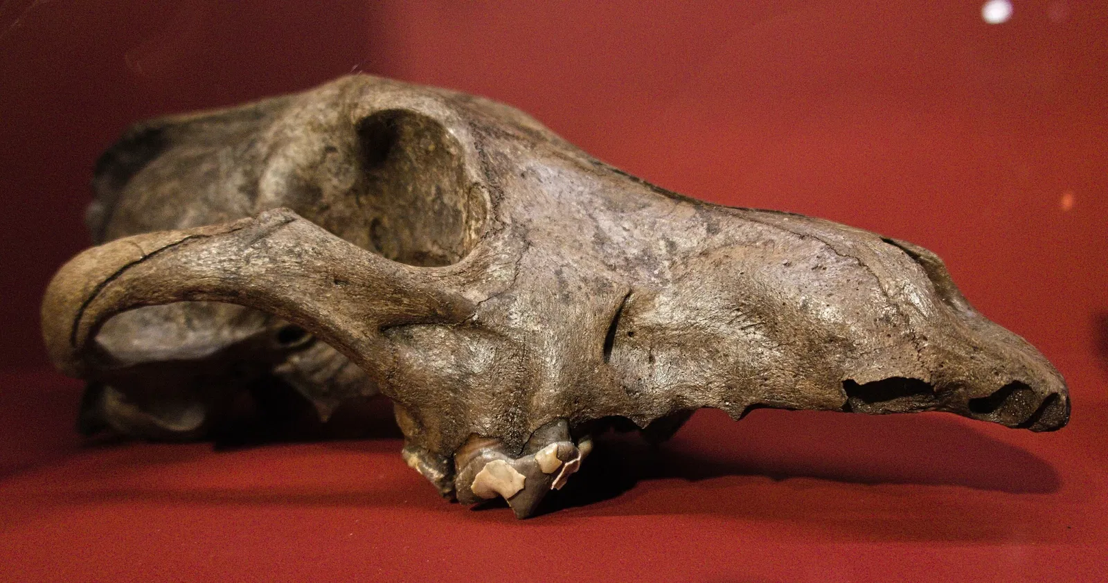 Bündner Naturmuseum