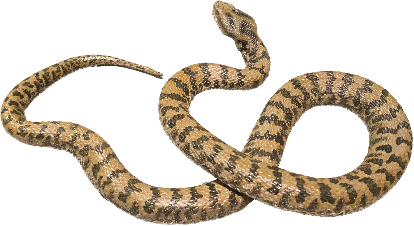 Bündner Naturmuseum