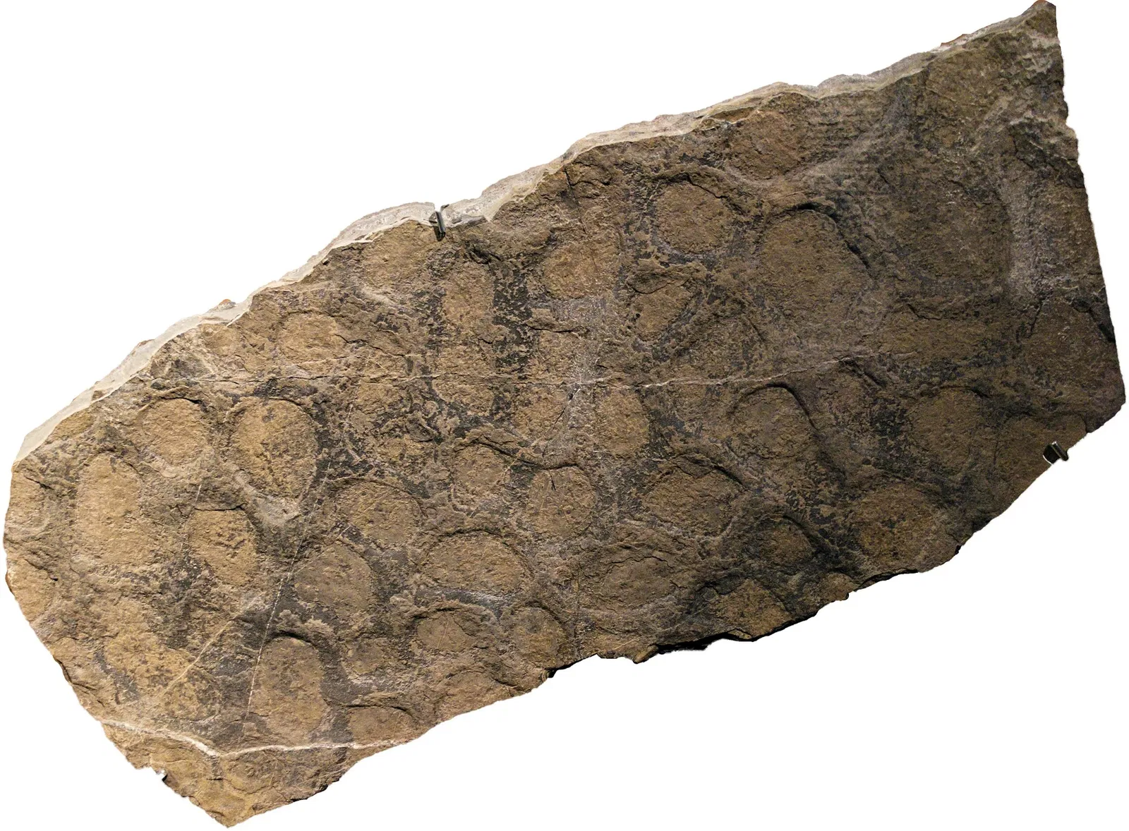 Bündner Naturmuseum