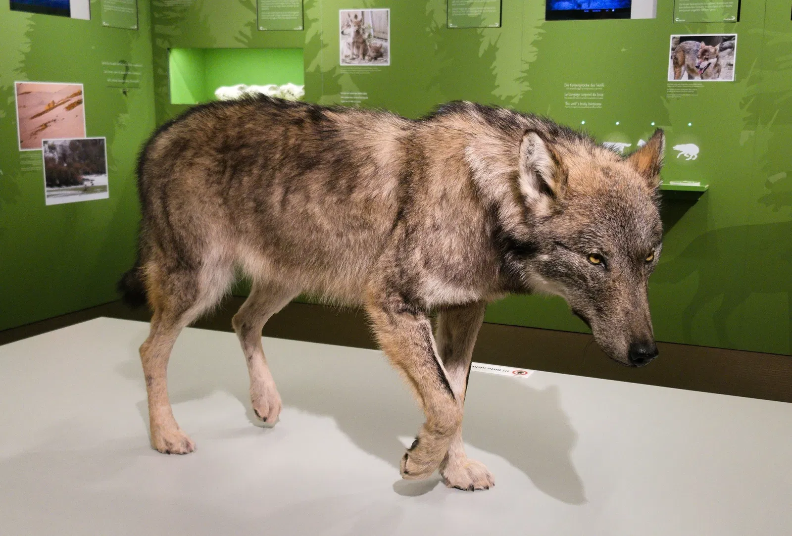 Bündner Naturmuseum