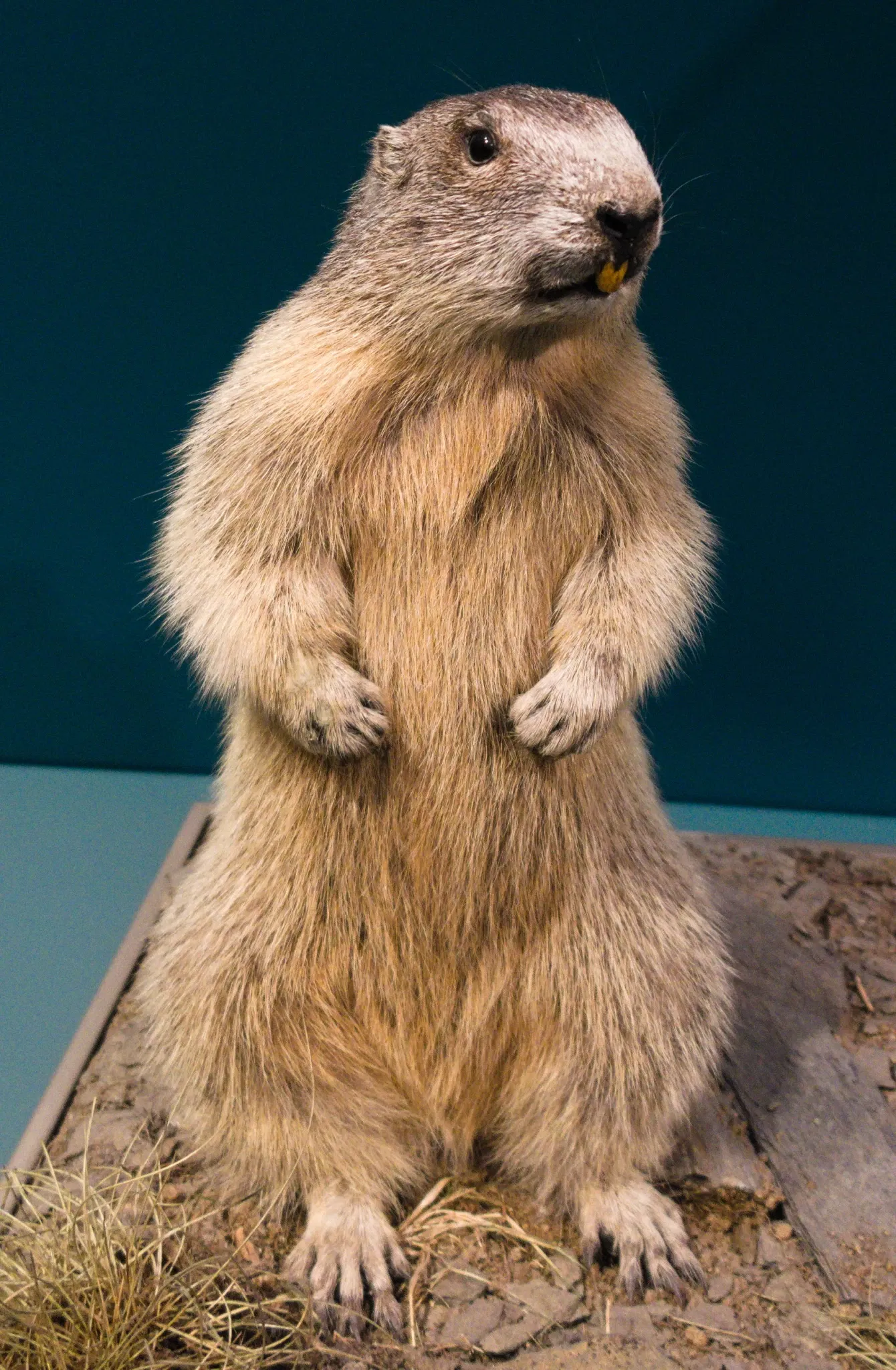 Bündner Naturmuseum