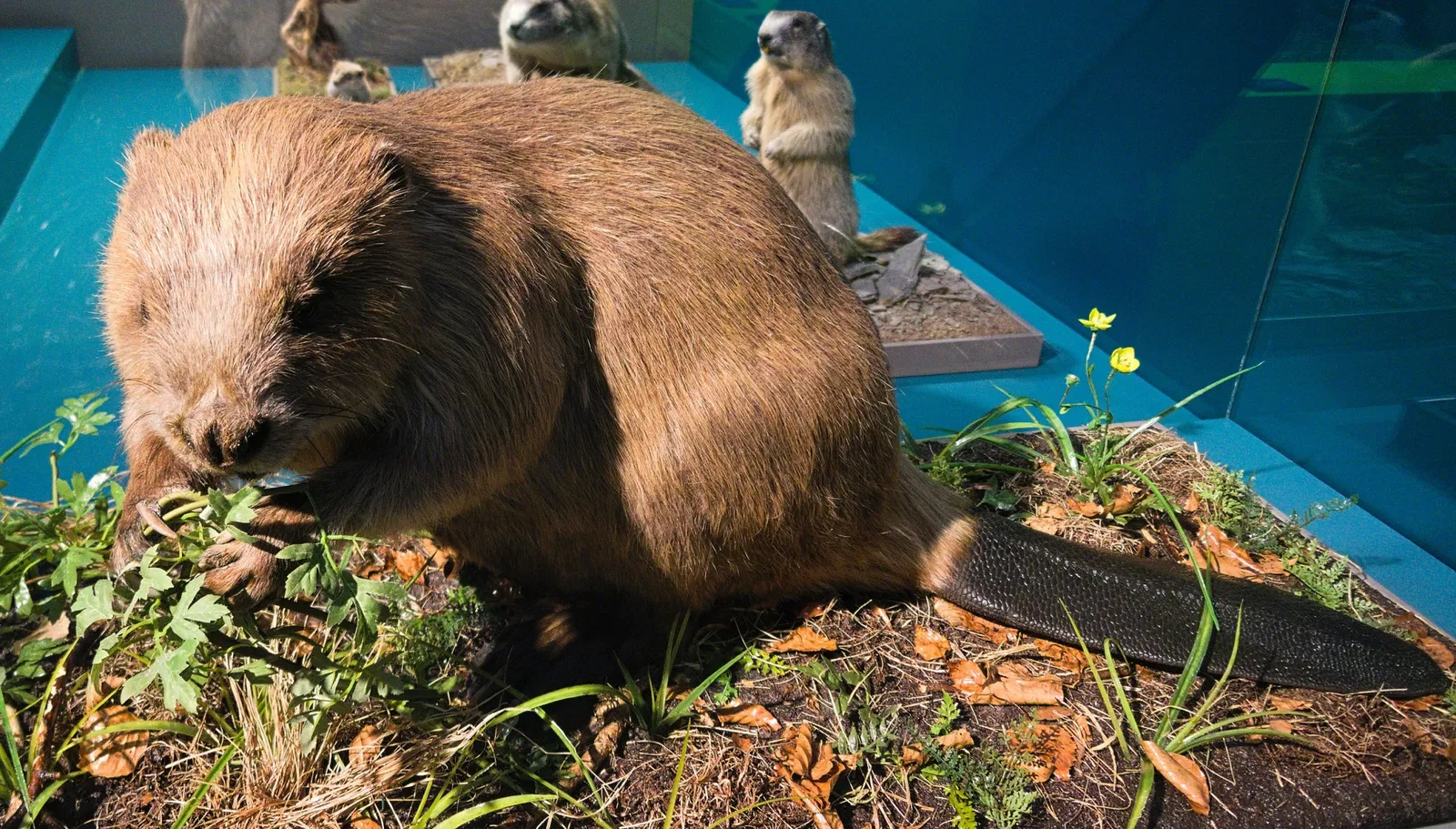 Bündner Naturmuseum