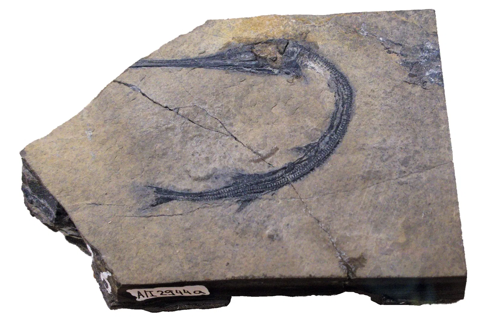 Bündner Naturmuseum