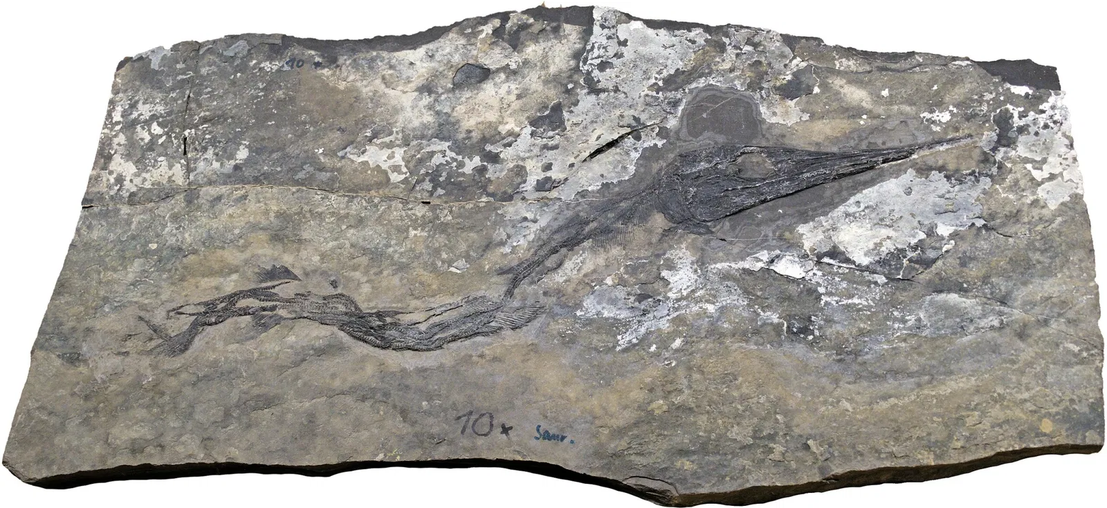 Bündner Naturmuseum