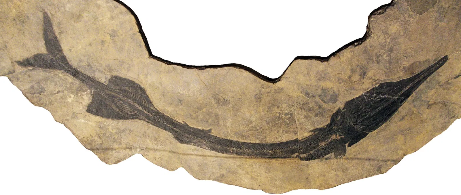 Bündner Naturmuseum