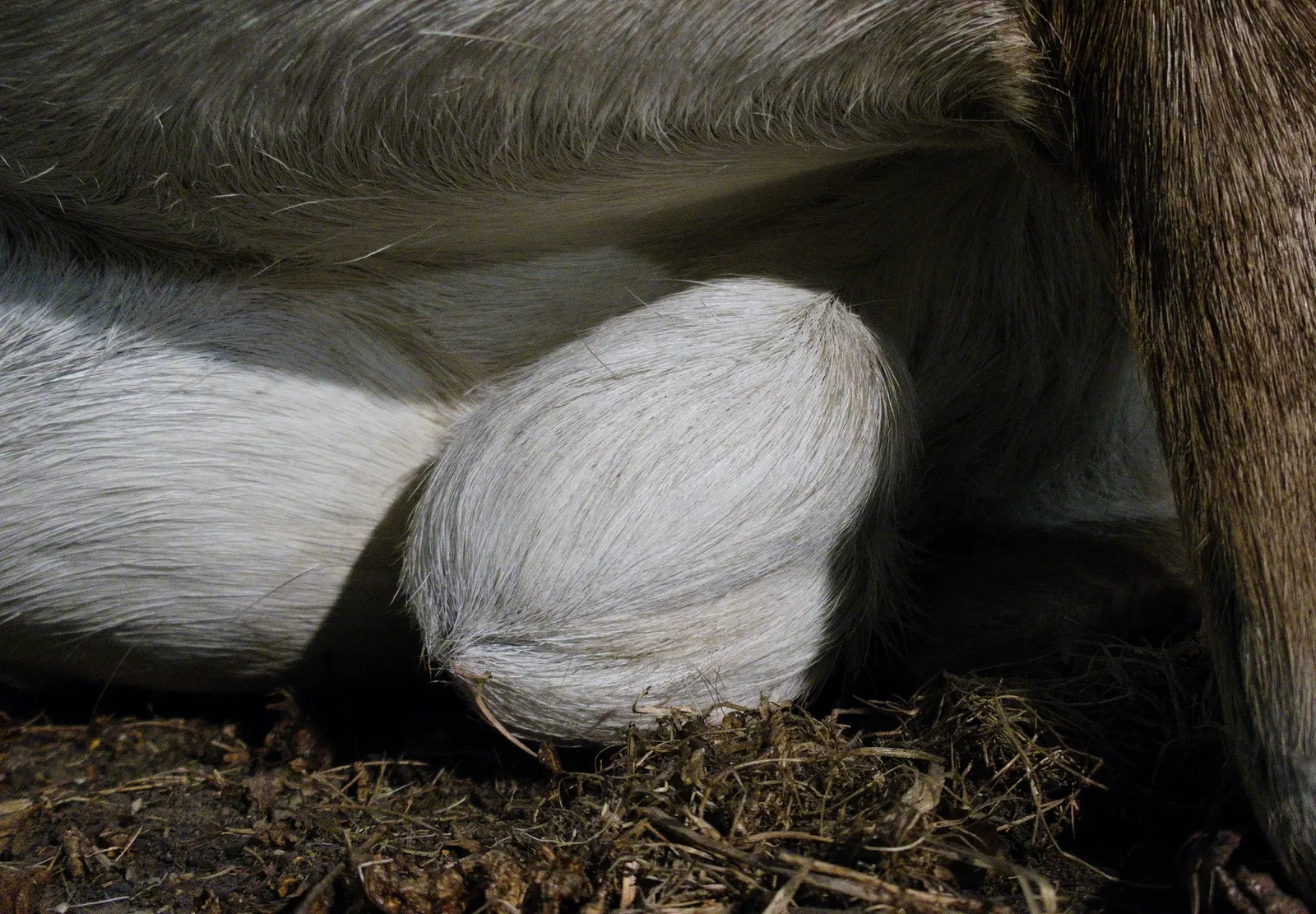 Bündner Naturmuseum