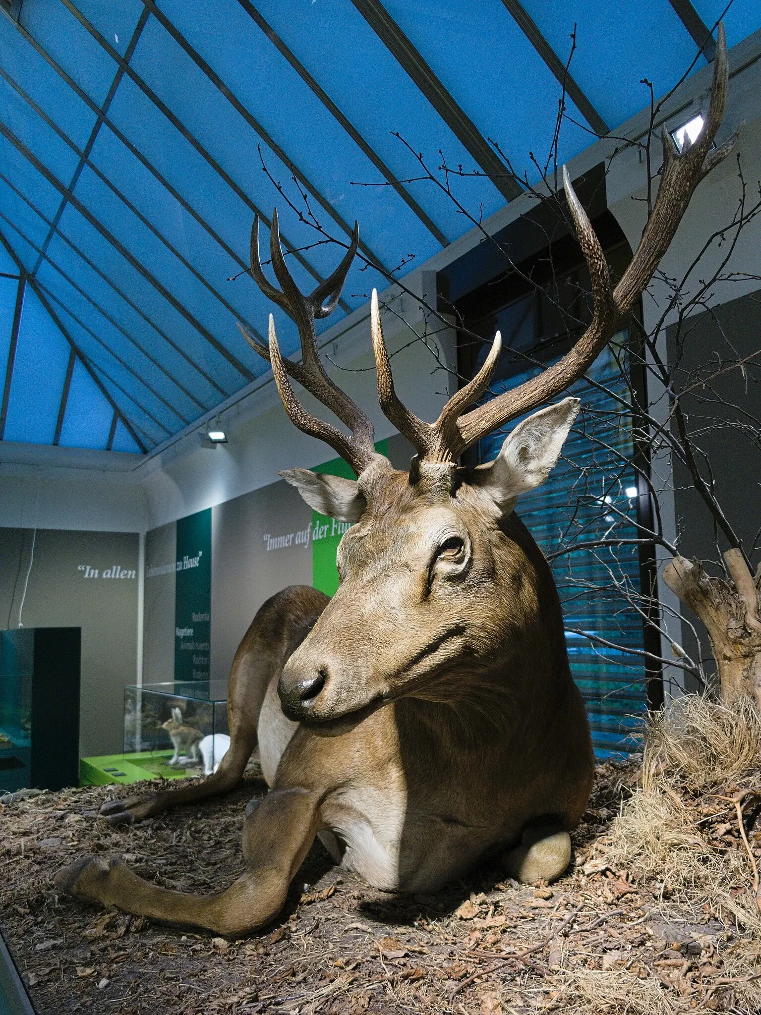 Bündner Naturmuseum