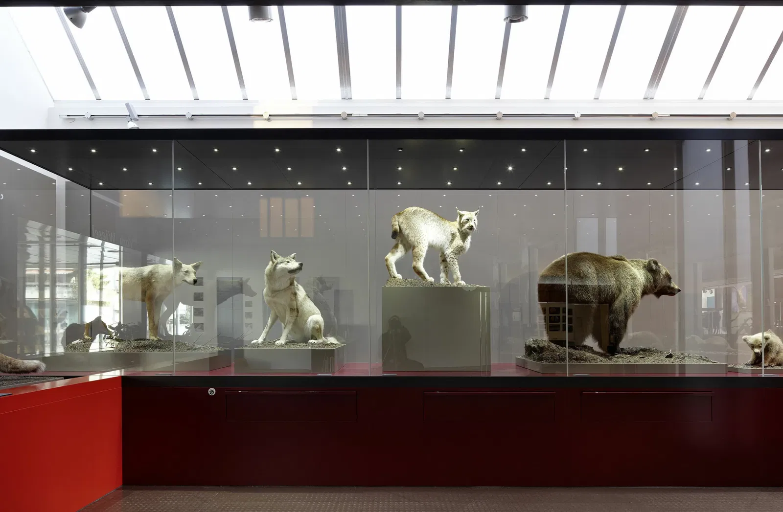 Bündner Naturmuseum