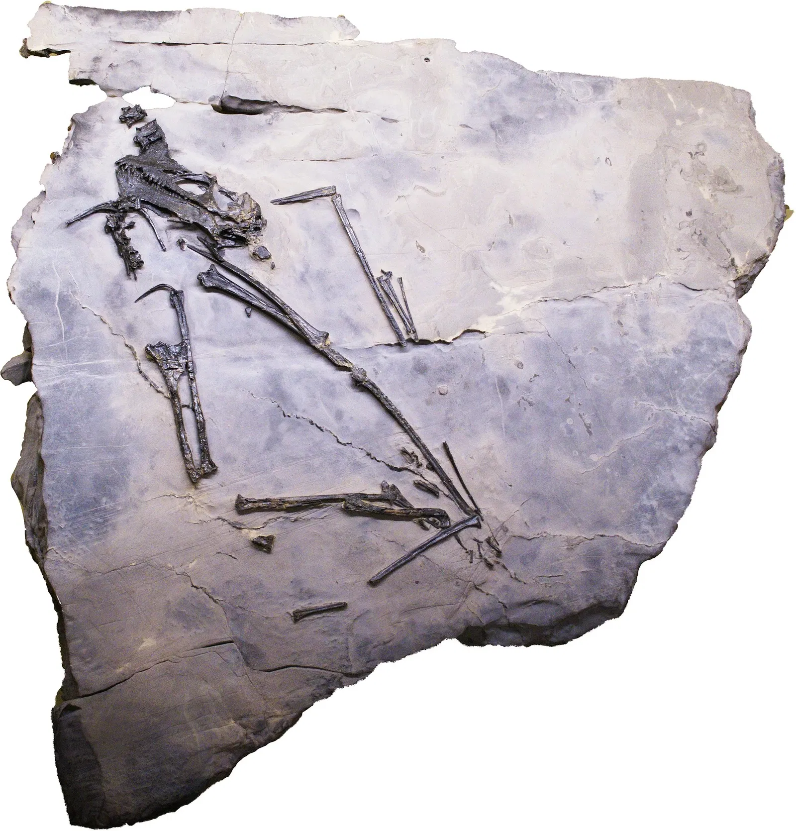 Bündner Naturmuseum