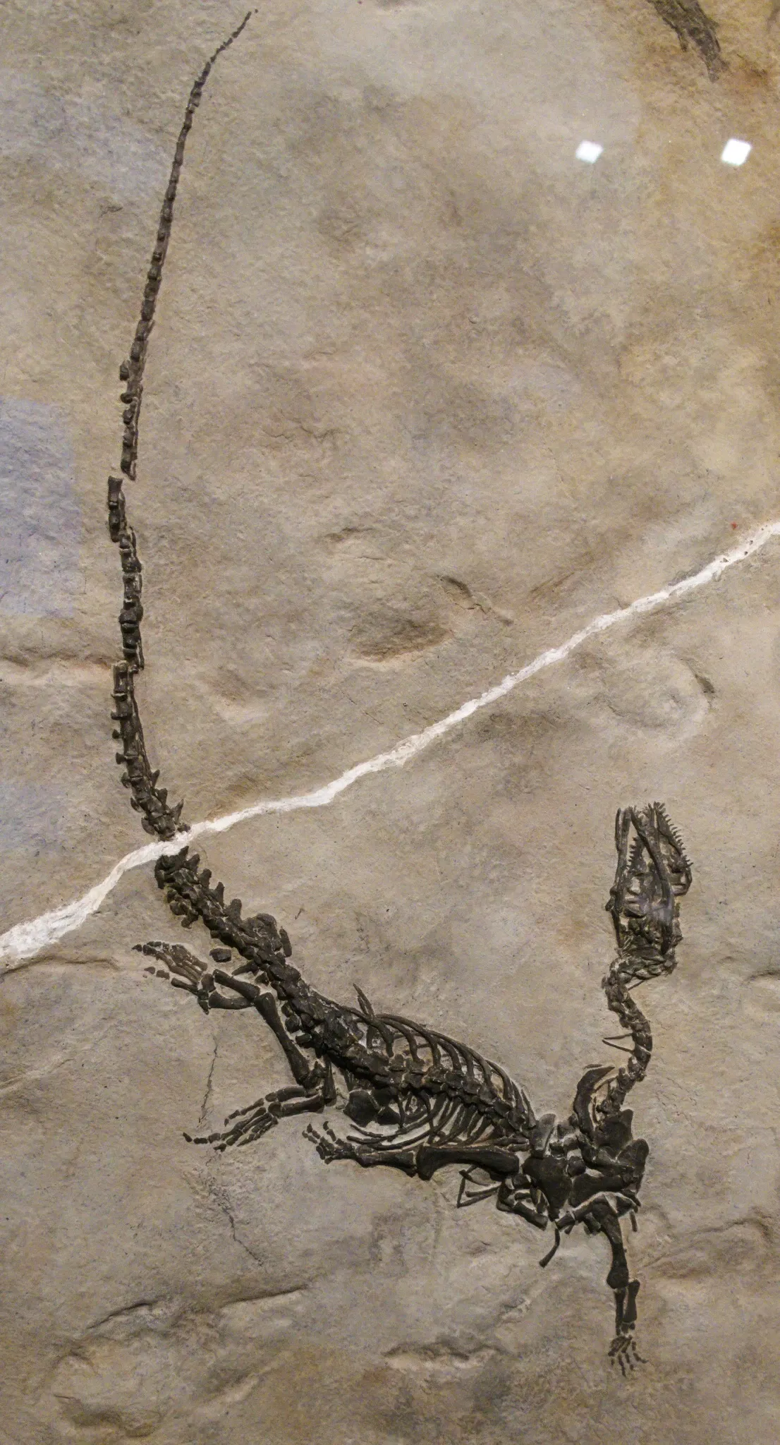 Bündner Naturmuseum