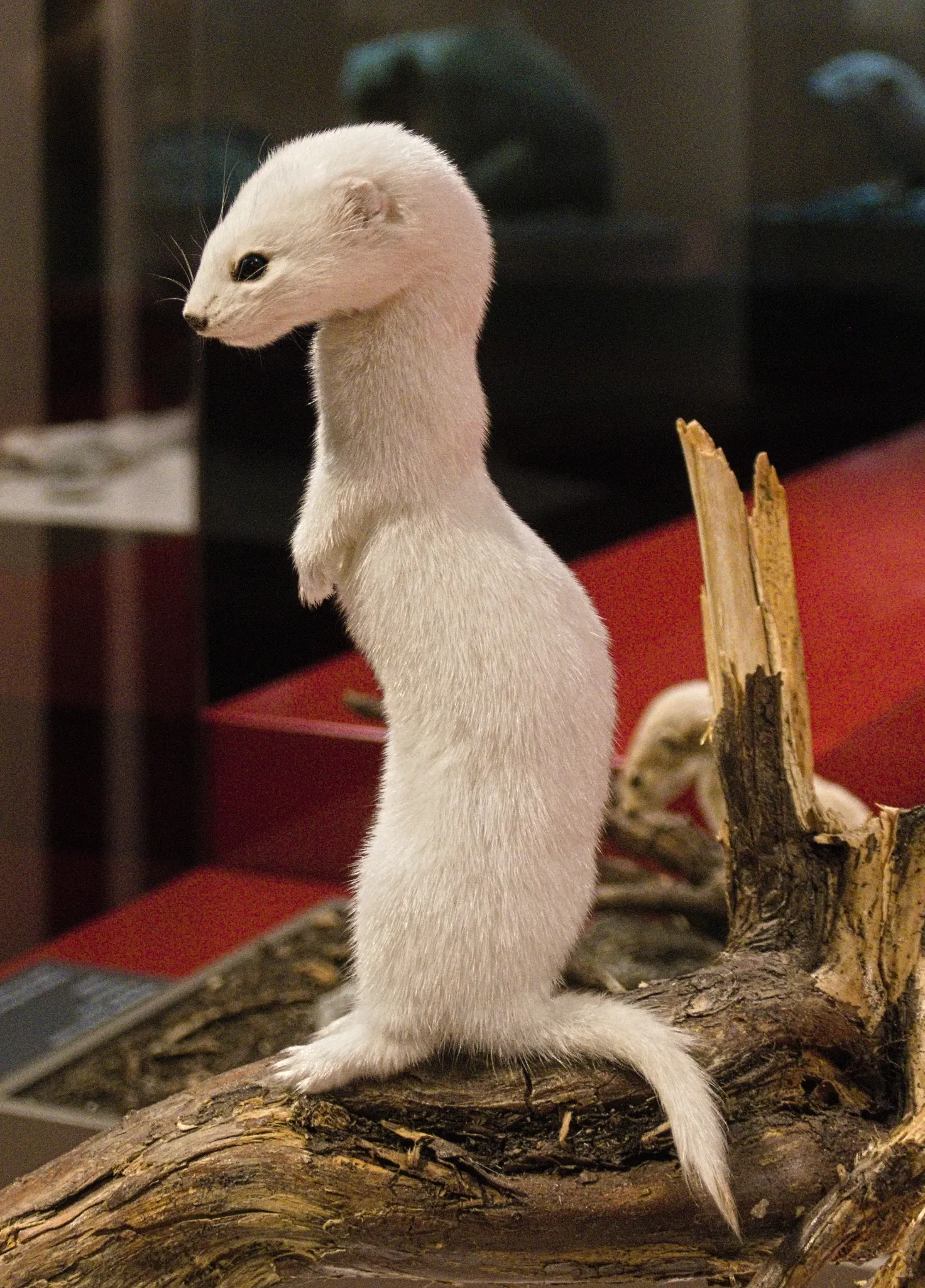 Bündner Naturmuseum