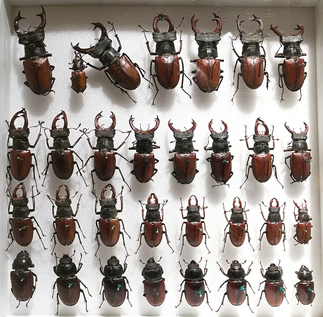 Bündner Naturmuseum