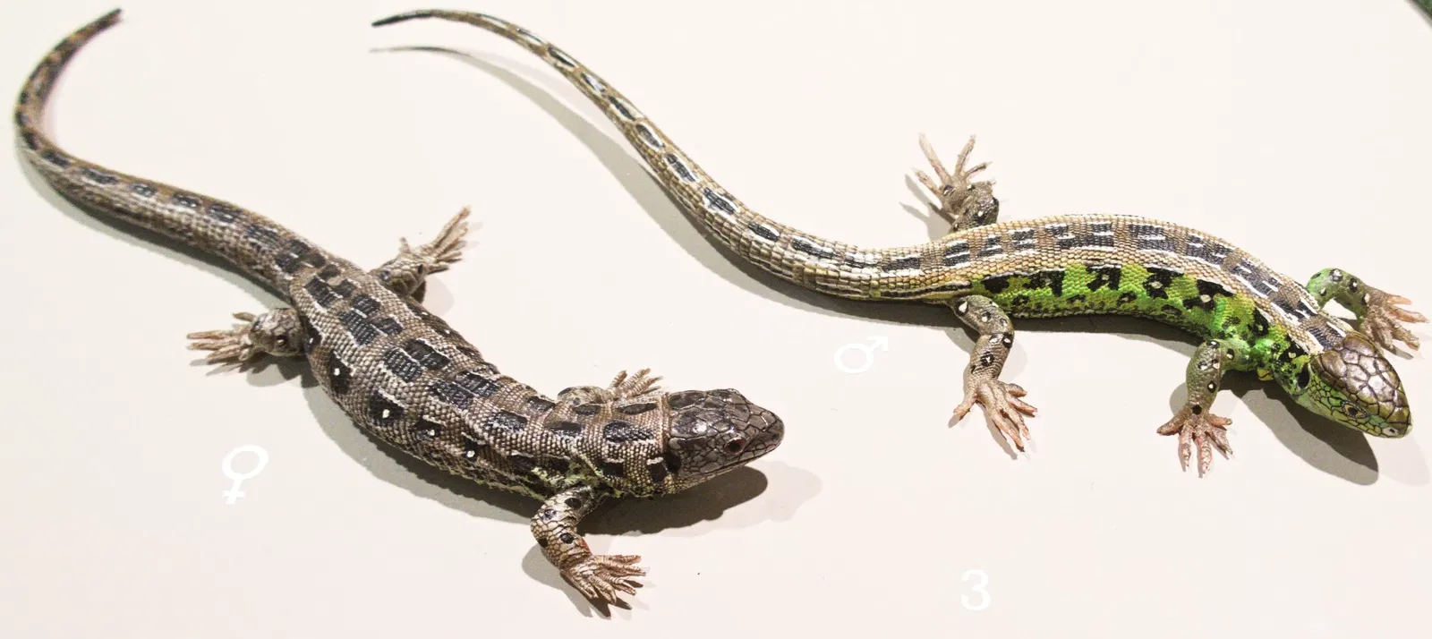 Bündner Naturmuseum