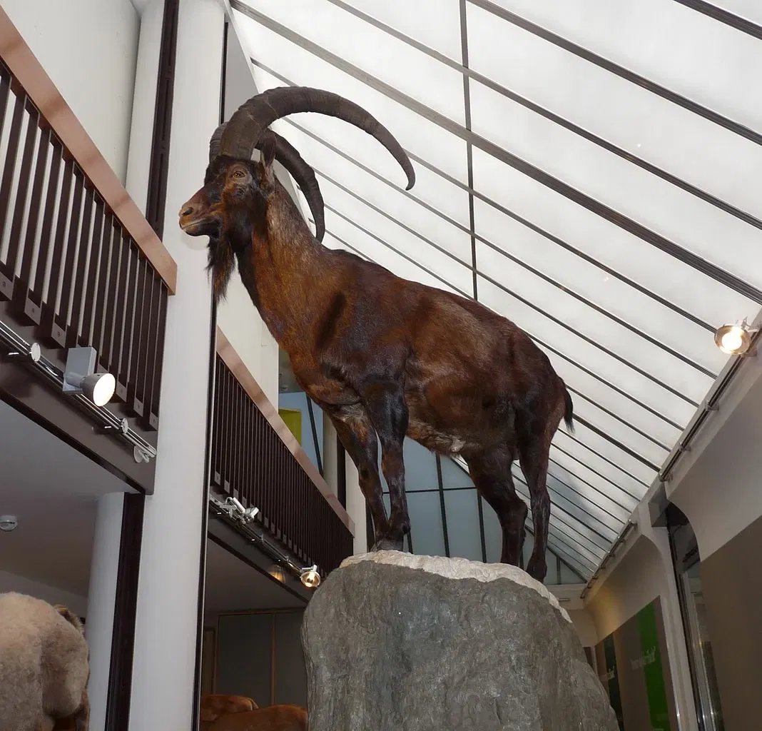 Bündner Naturmuseum