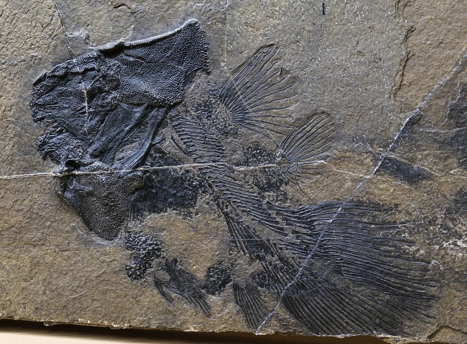 Bündner Naturmuseum