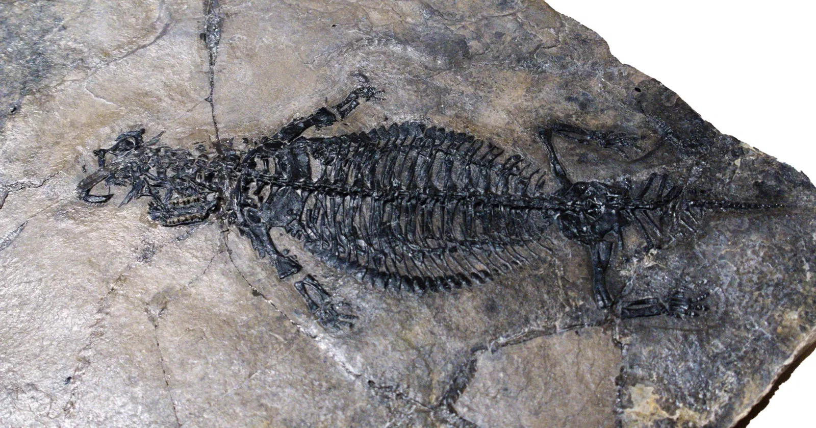 Bündner Naturmuseum