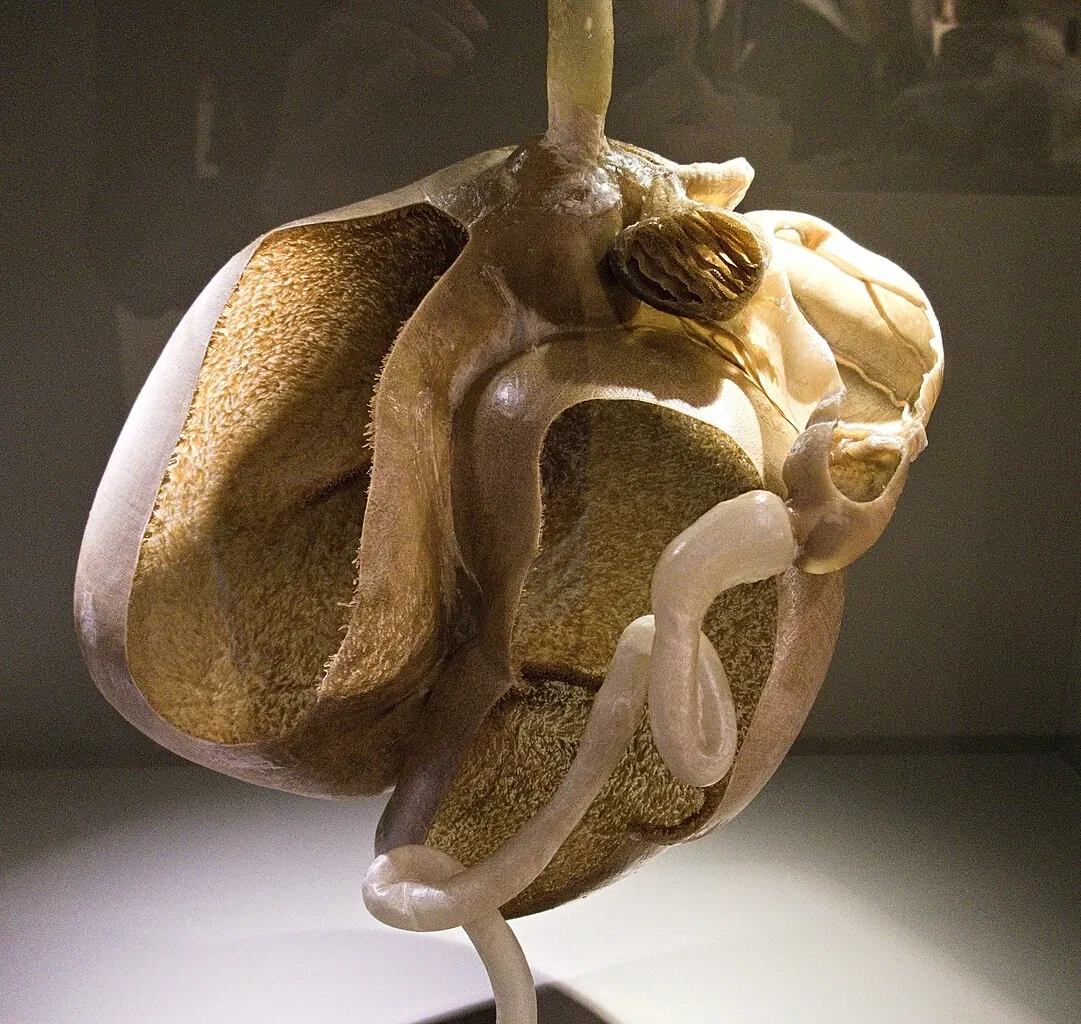 Bündner Naturmuseum