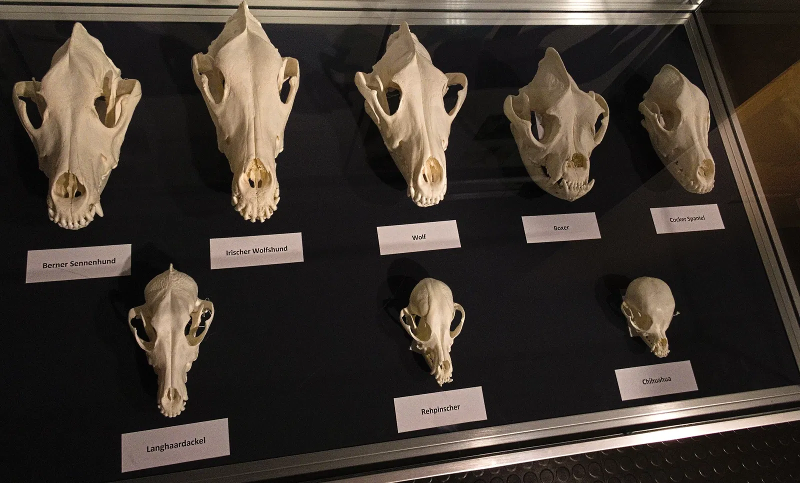 Bündner Naturmuseum