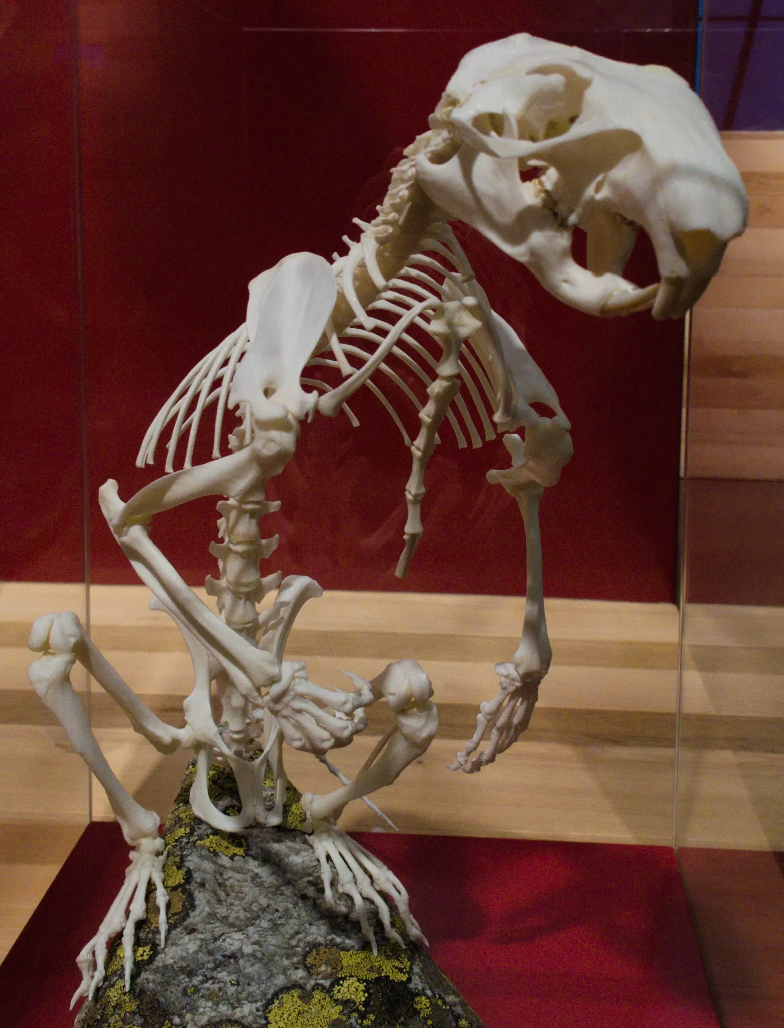 Bündner Naturmuseum