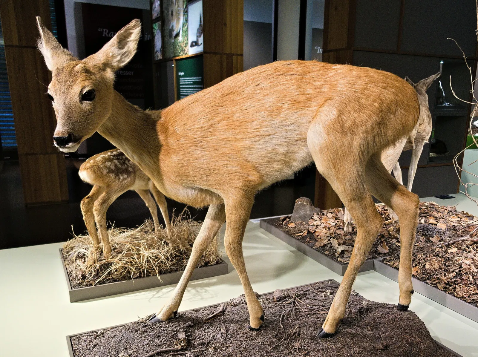 Bündner Naturmuseum