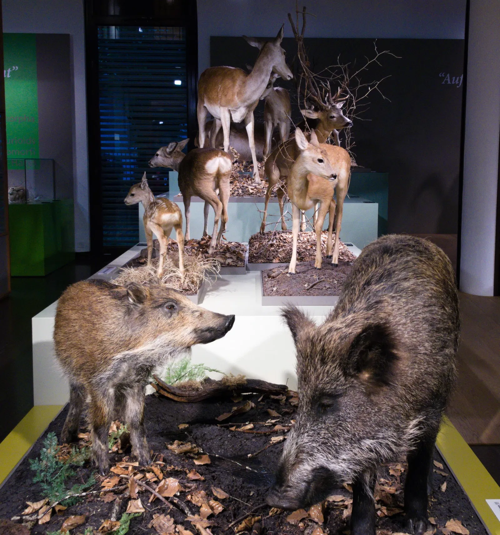 Bündner Naturmuseum