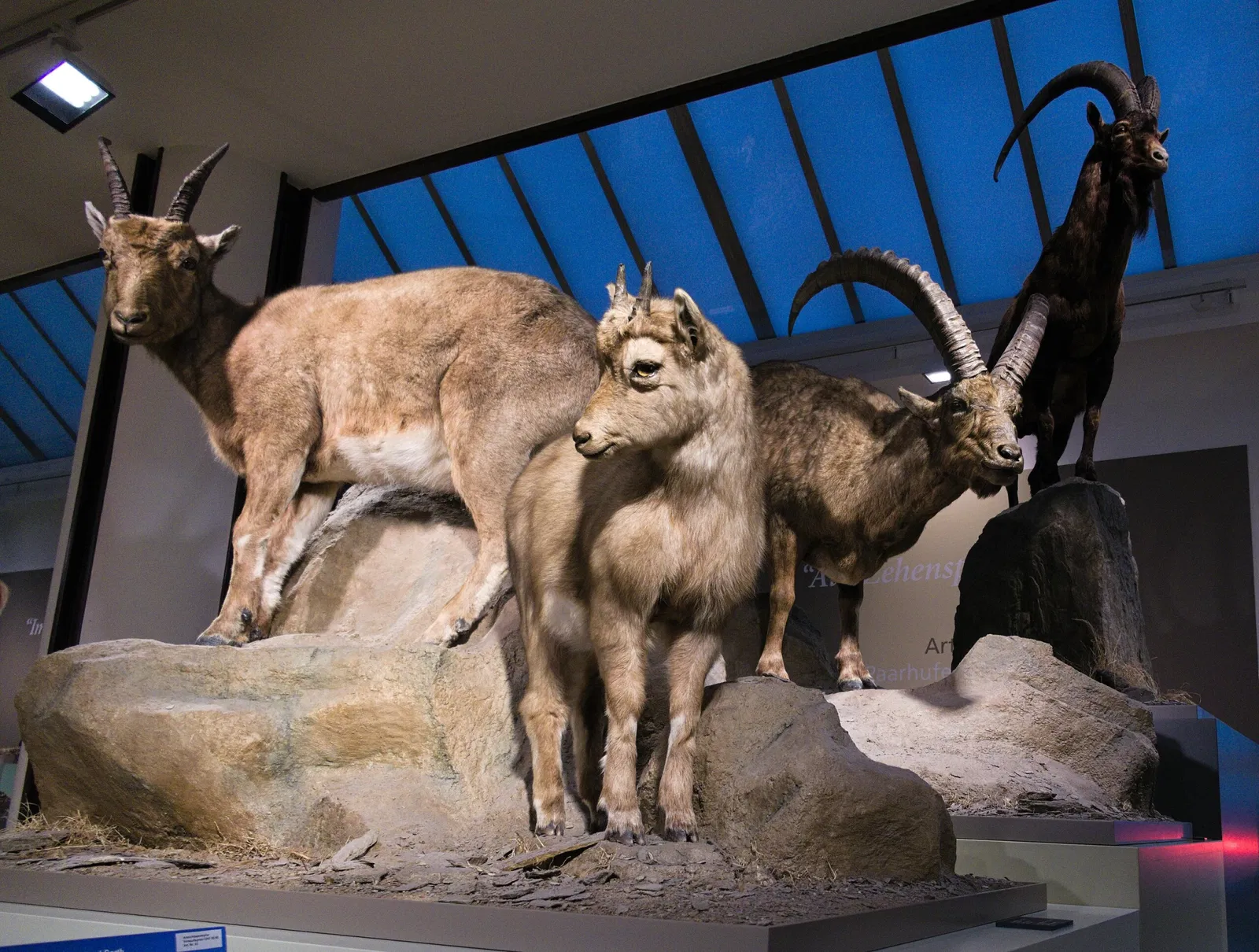 Bündner Naturmuseum