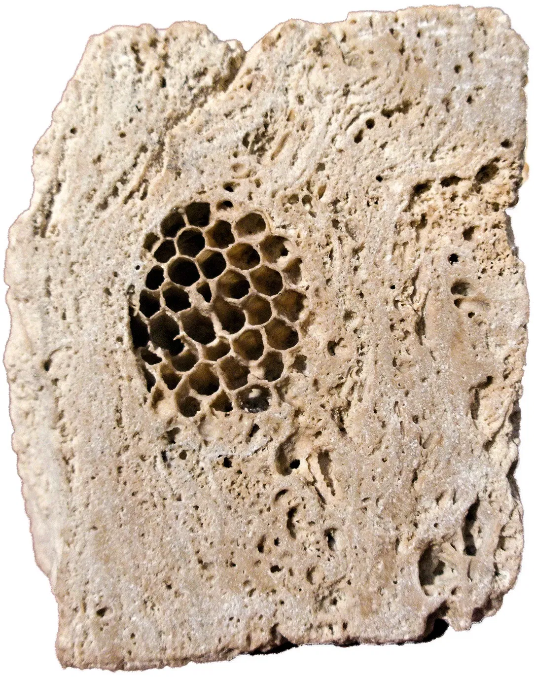 Bündner Naturmuseum