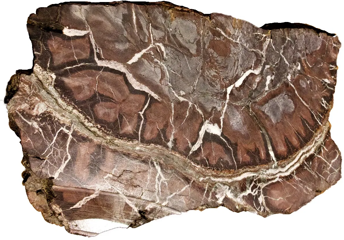 Bündner Naturmuseum