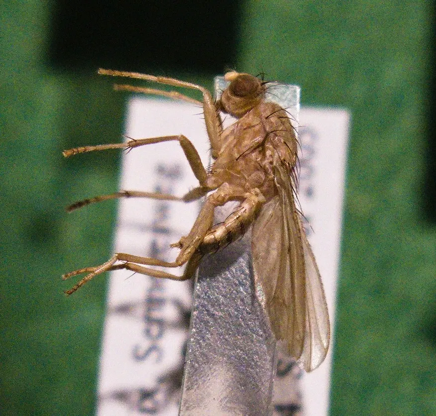 Bündner Naturmuseum