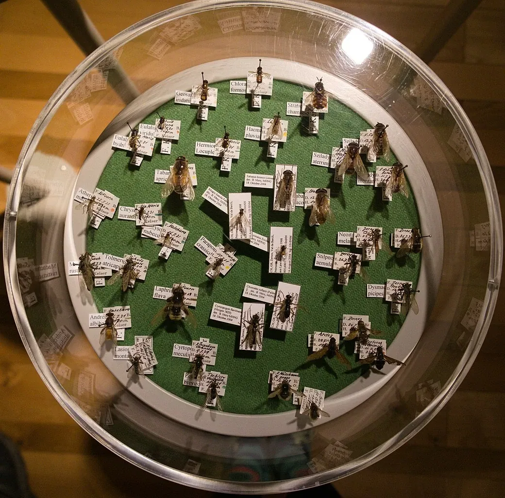 Bündner Naturmuseum