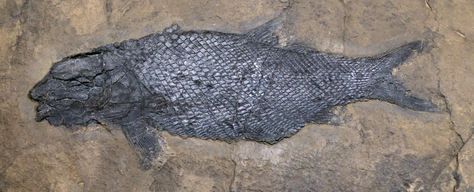 Bündner Naturmuseum