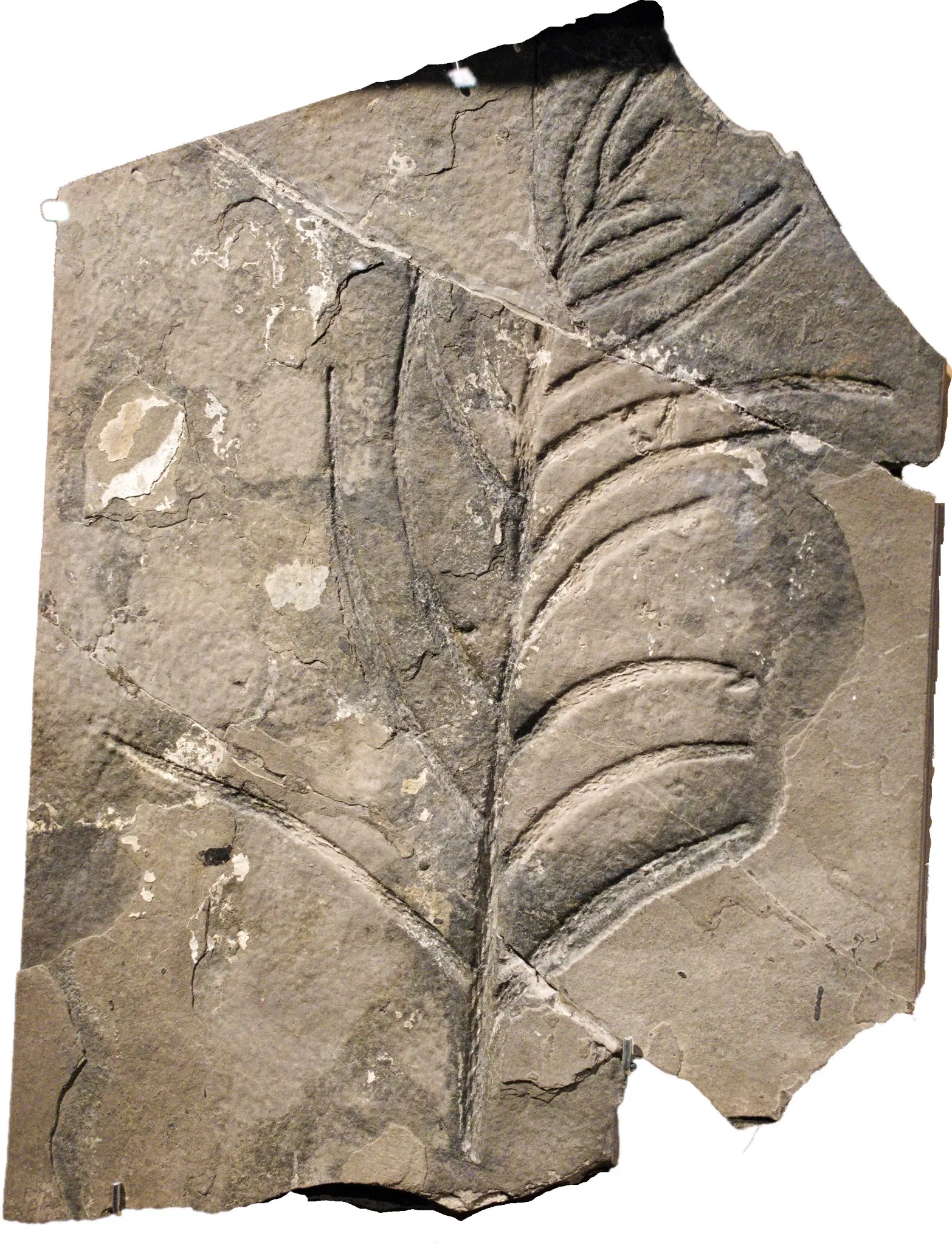 Bündner Naturmuseum