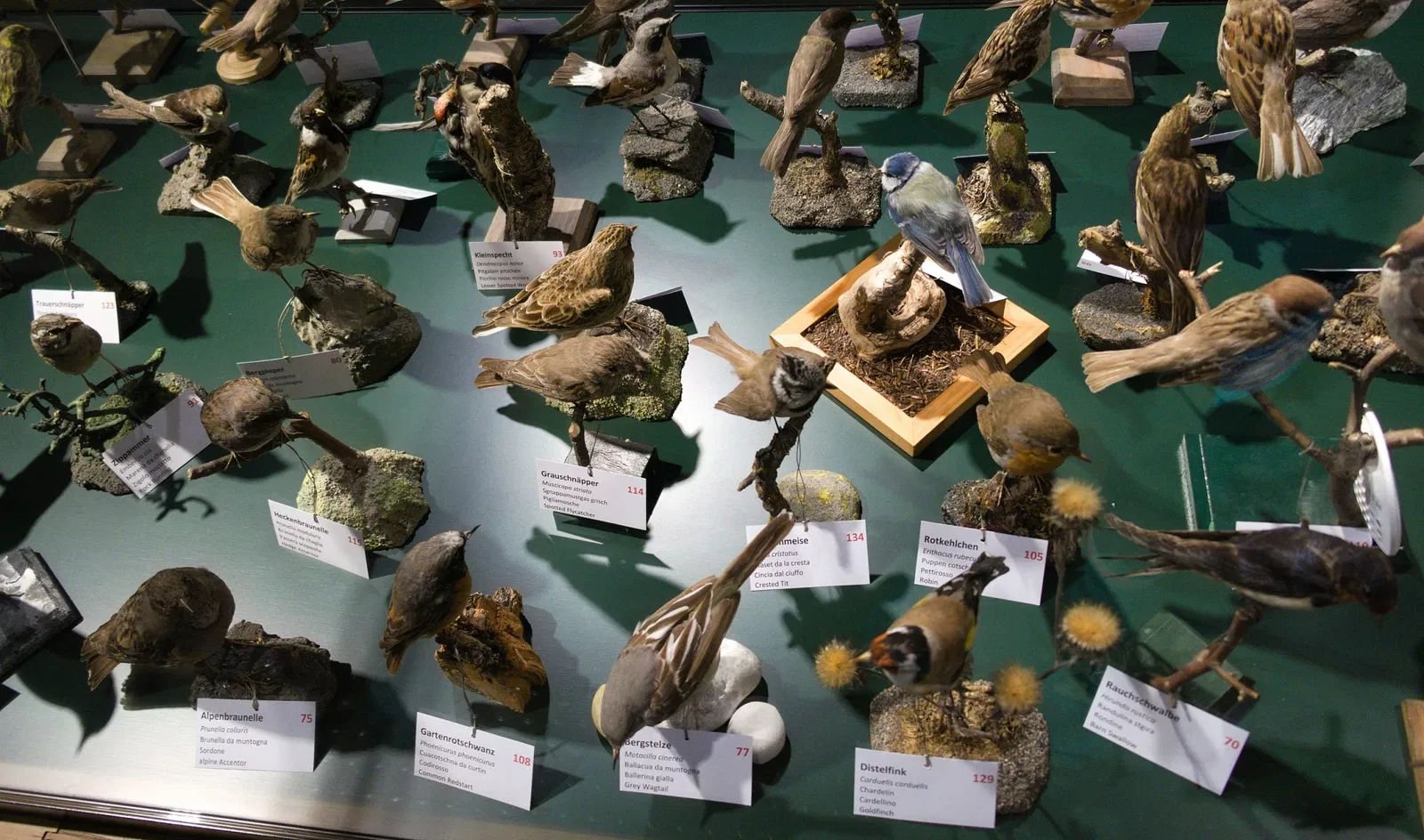 Bündner Naturmuseum