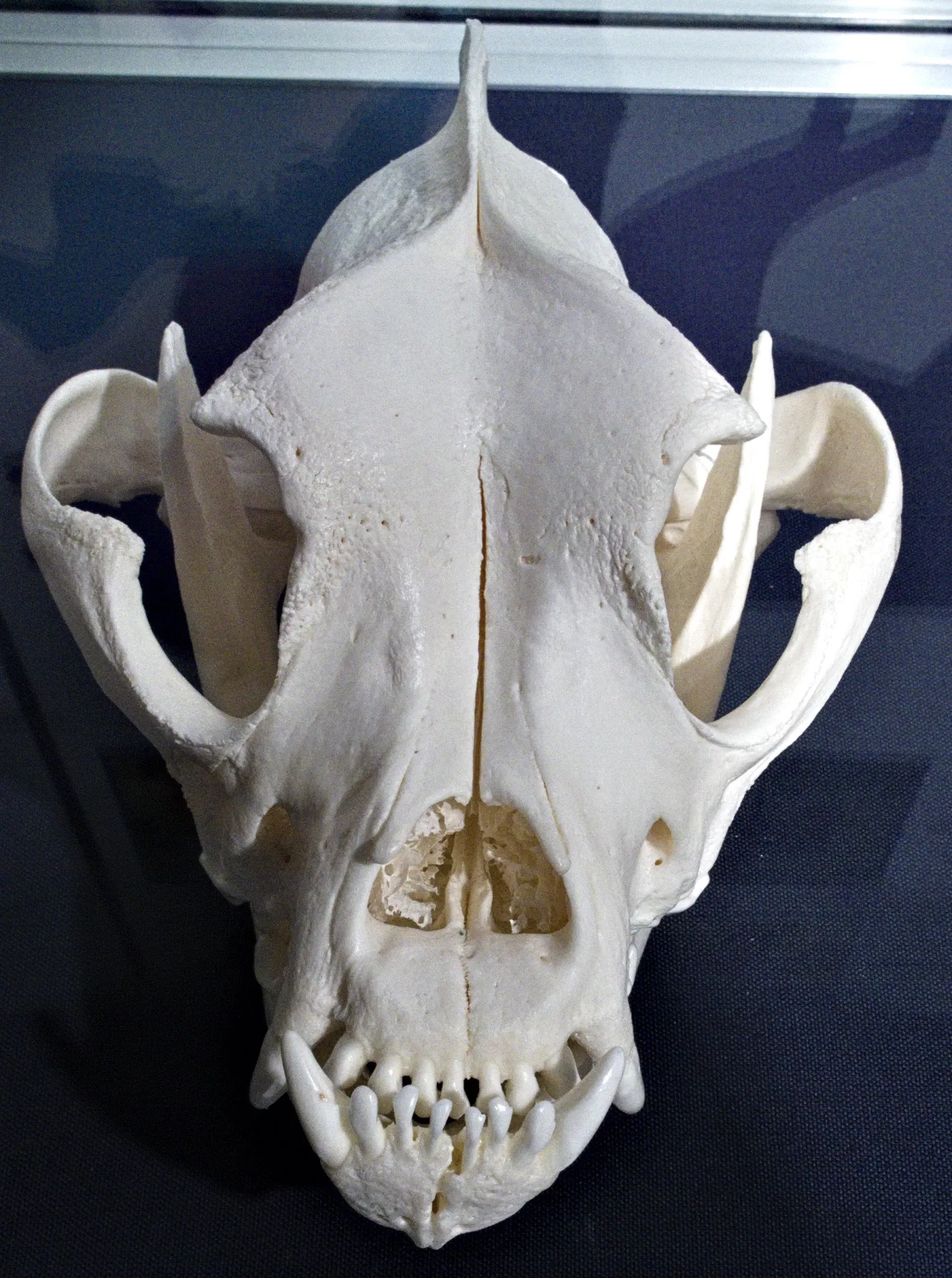 Bündner Naturmuseum