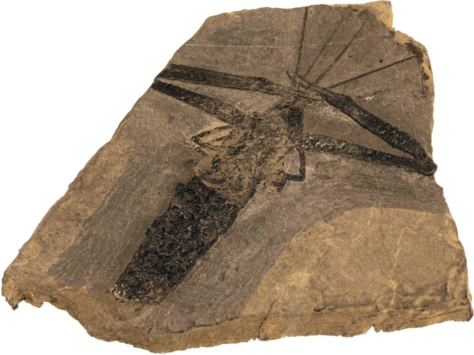 Bündner Naturmuseum