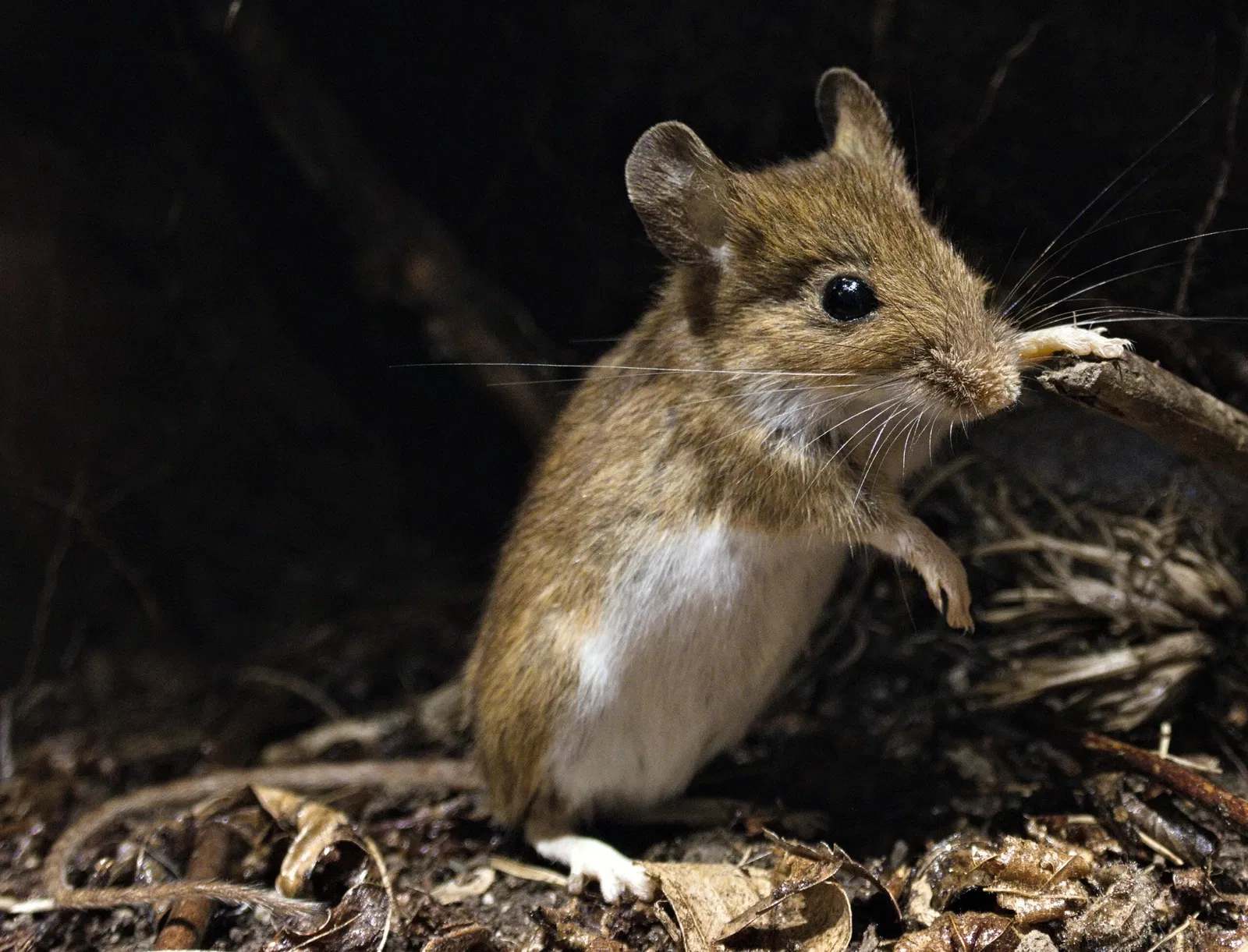 Bündner Naturmuseum