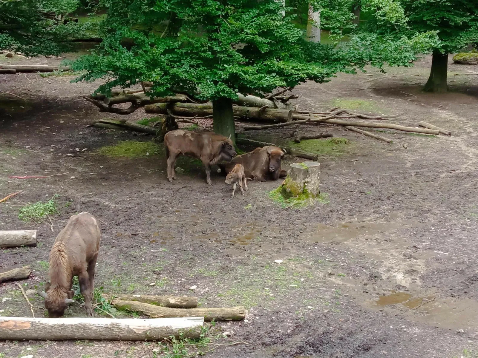 Parc zoologique Dählhölzli