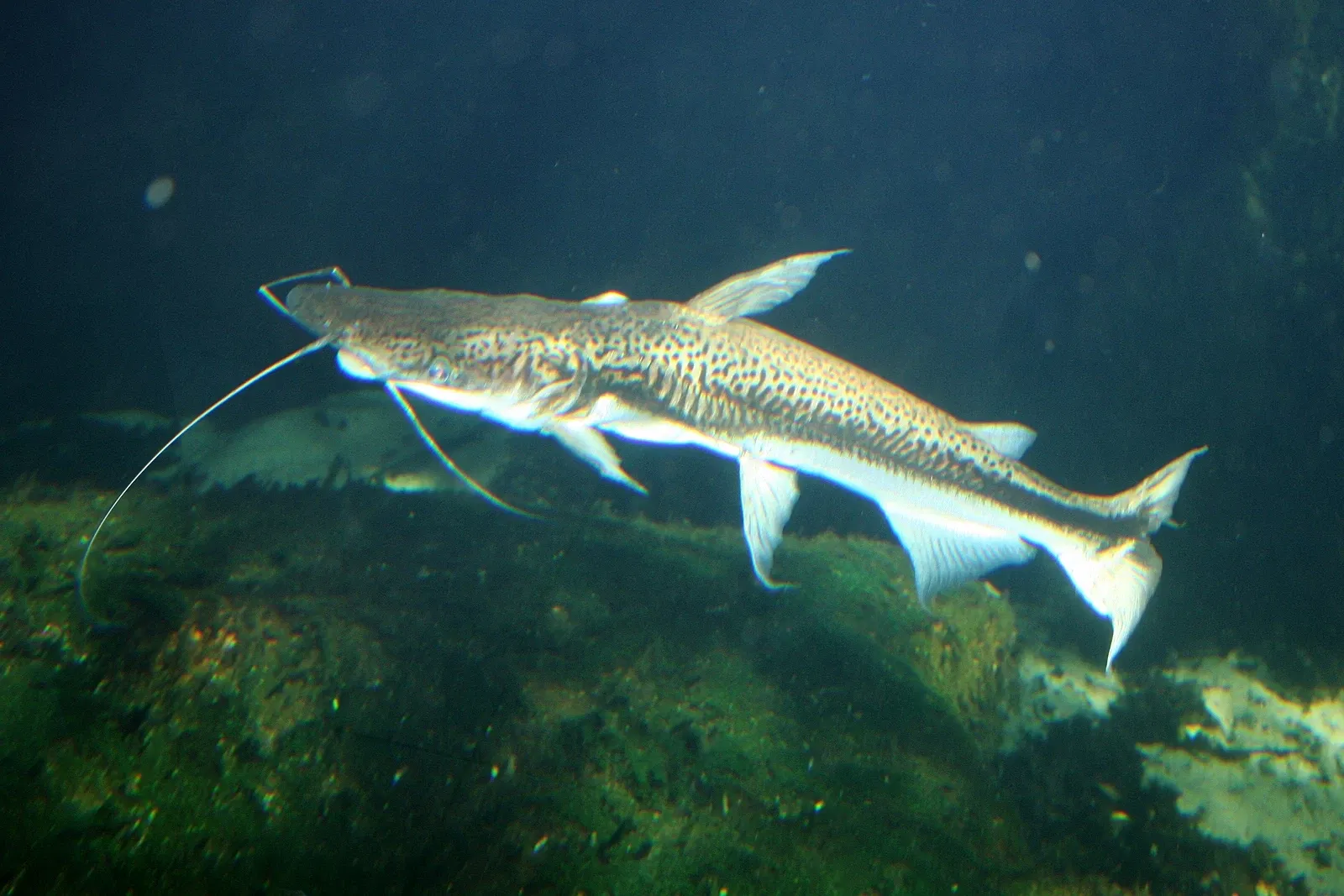 Tierpark Bern - Dählhölzli Zoo
