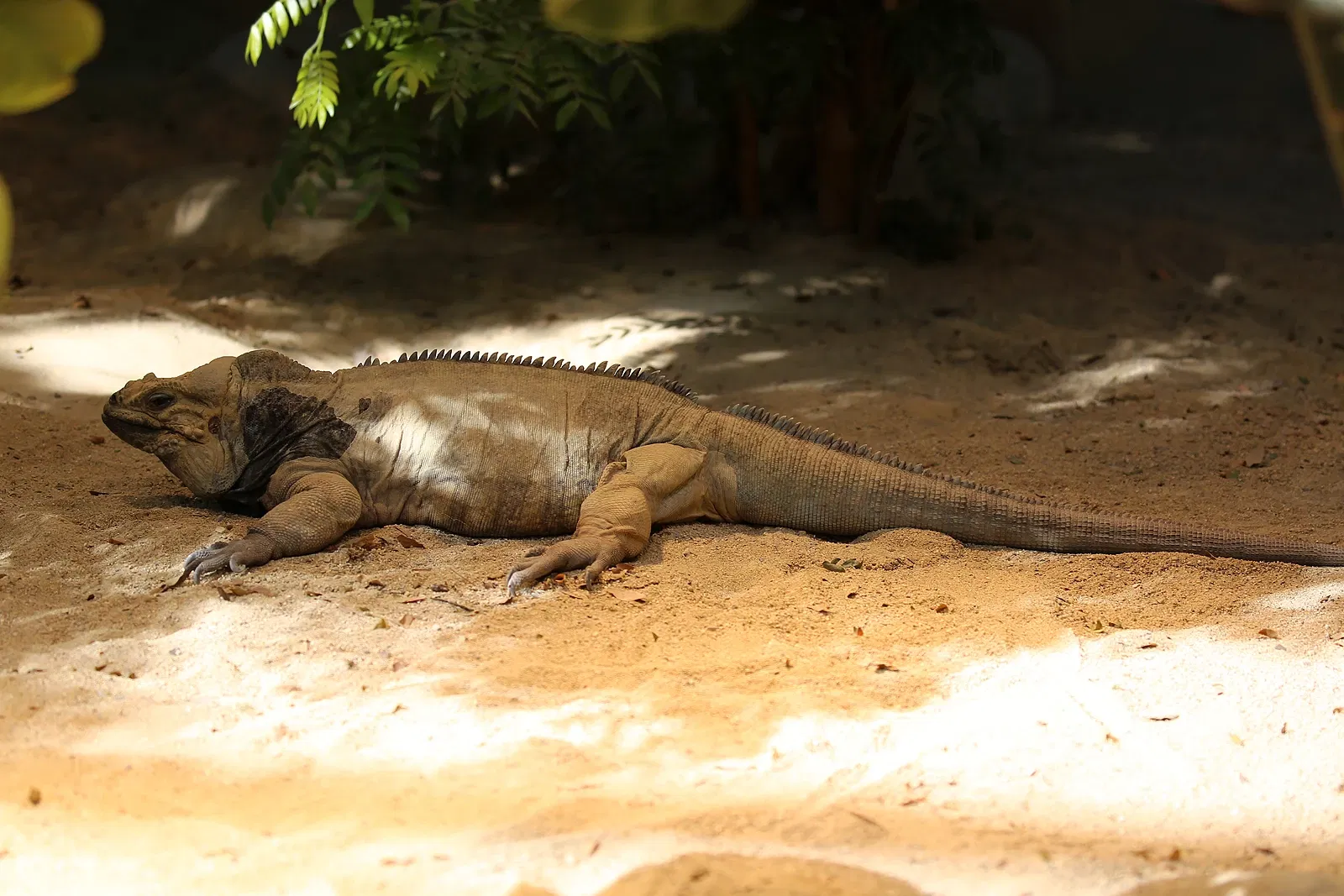 Tierpark Bern - Dählhölzli Zoo