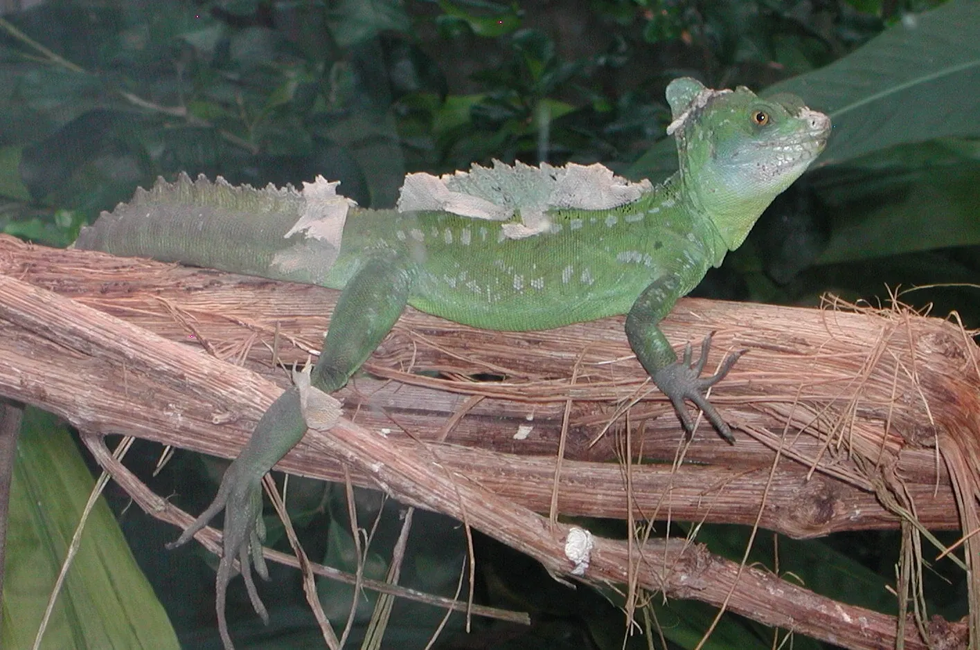 Tierpark Bern - Dählhölzli Zoo