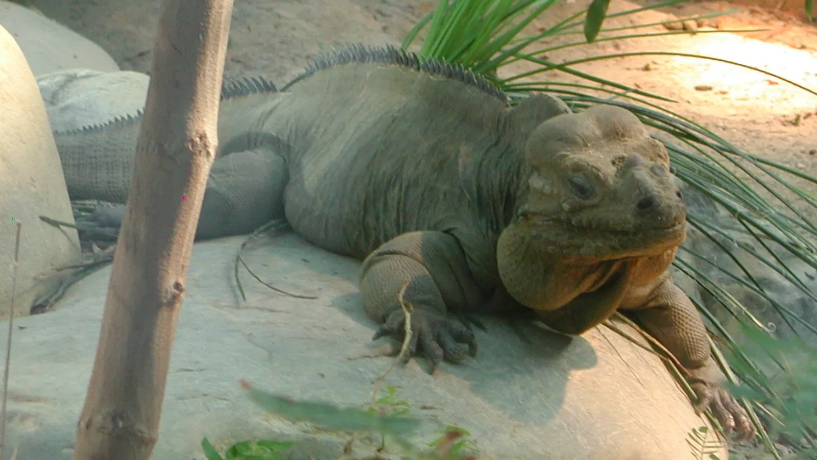 Parc zoologique Dählhölzli