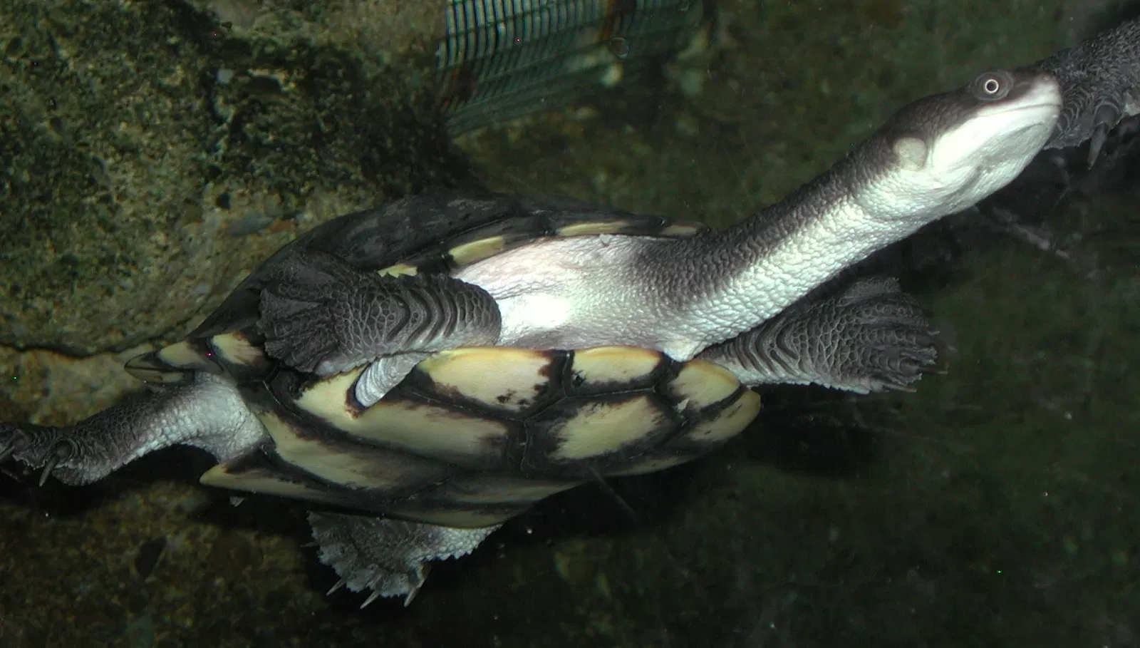 Tierpark Bern - Dählhölzli Zoo
