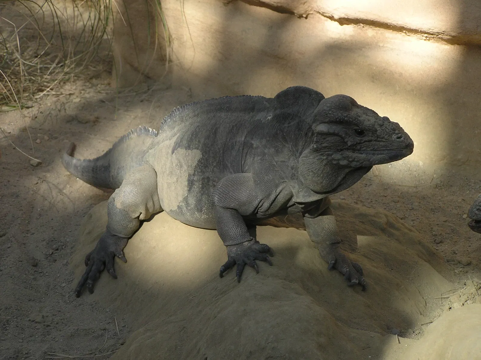 Parc zoologique Dählhölzli