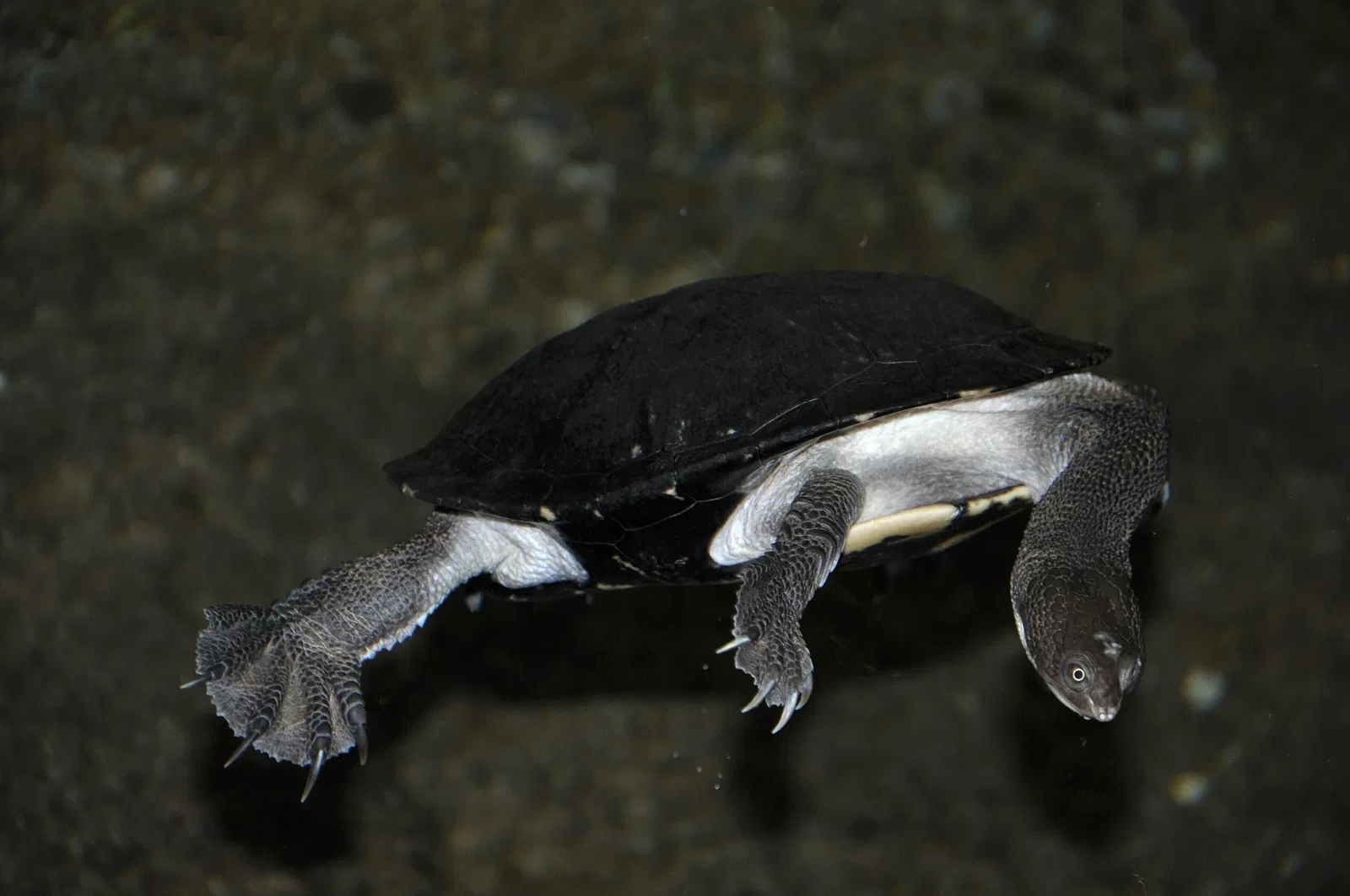 Tierpark Bern - Dählhölzli Zoo