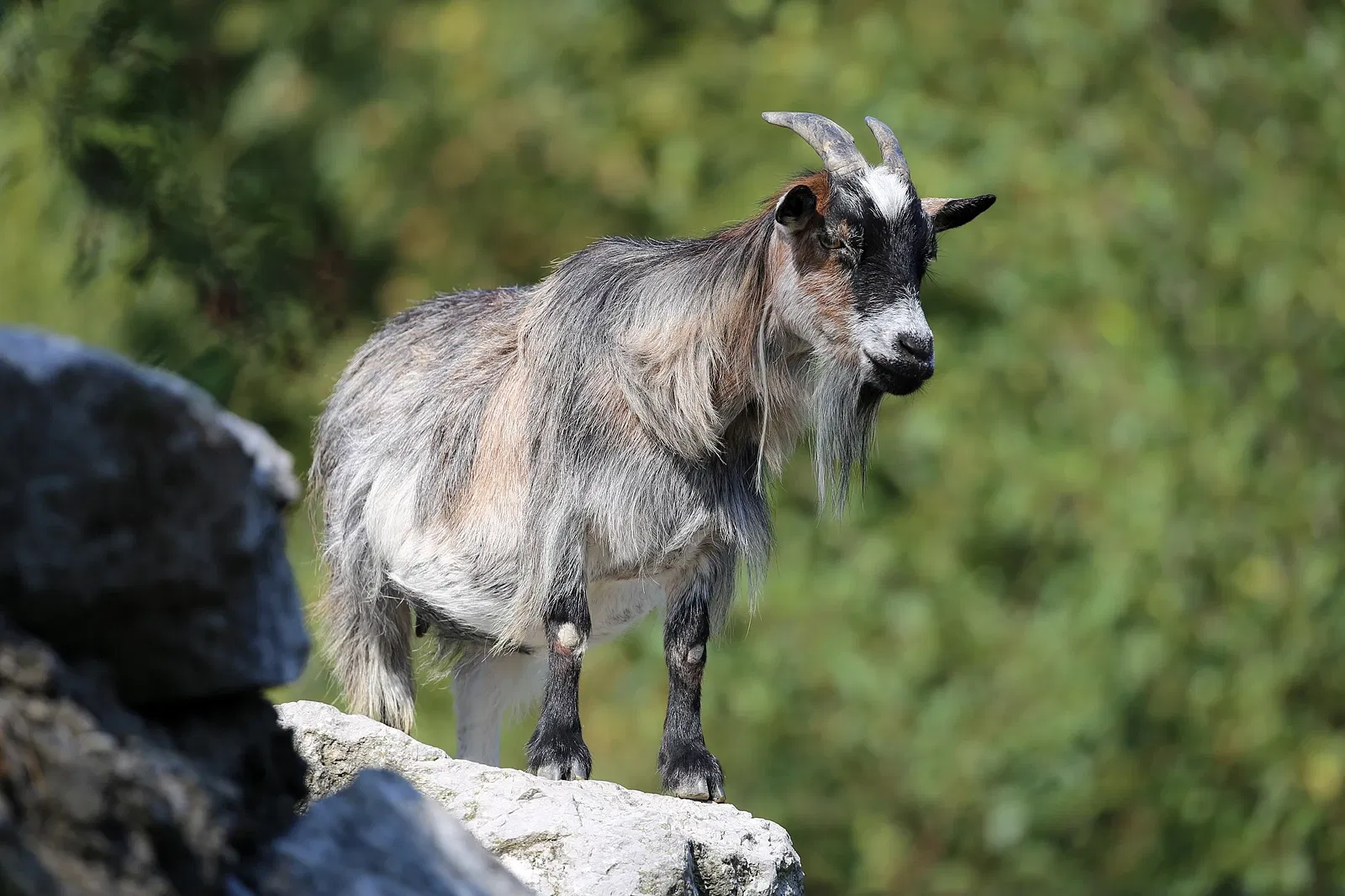 Tierpark Bern - Dählhölzli Zoo
