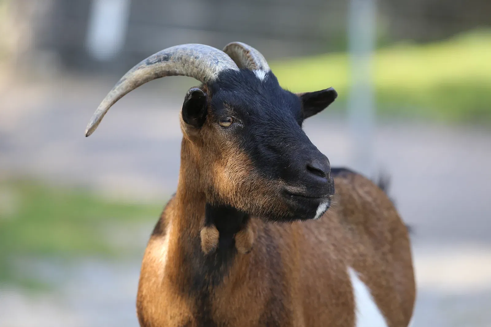 Parc zoologique Dählhölzli