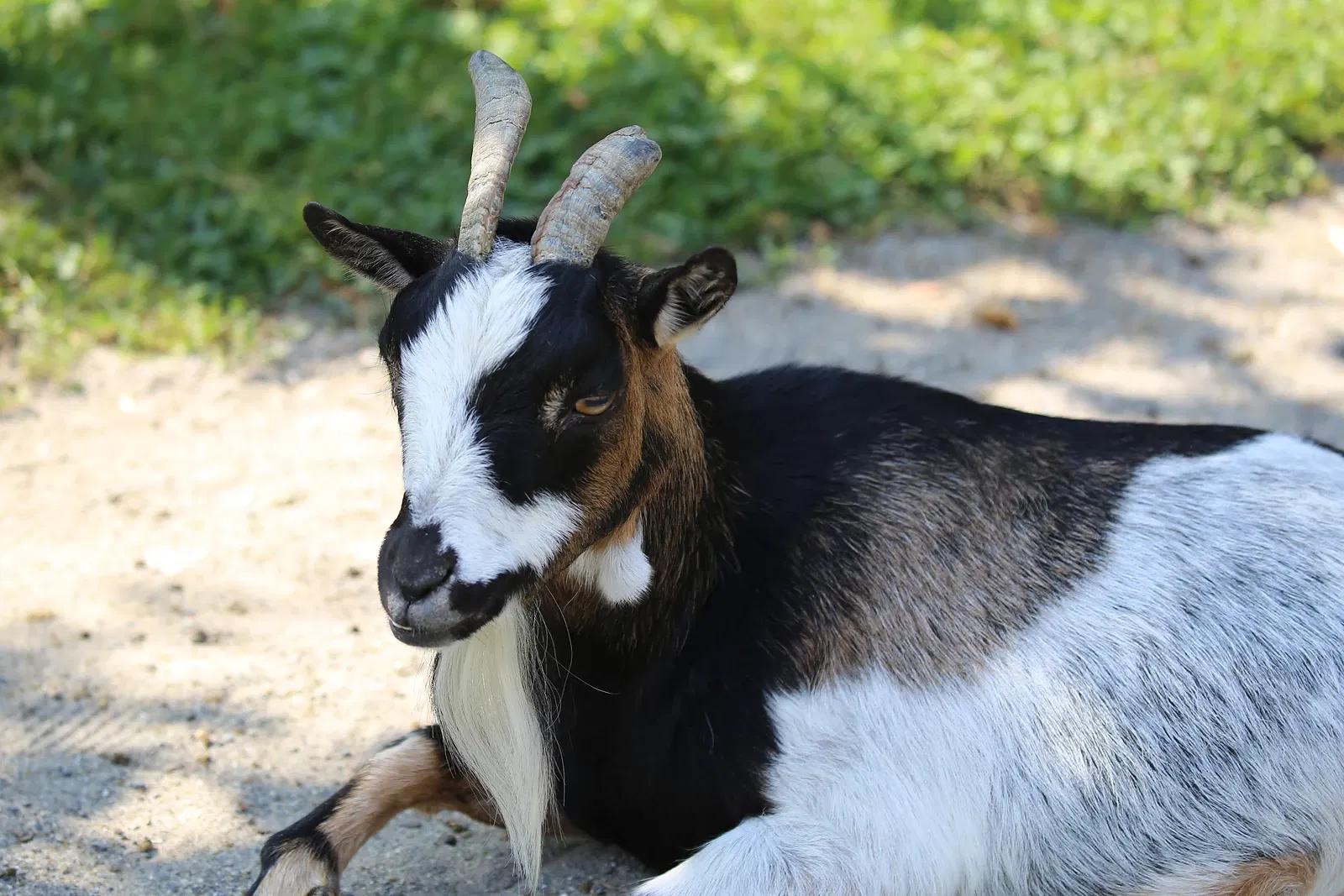 Parc zoologique Dählhölzli